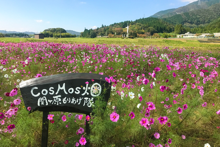 決戦地付近に咲いたコスモス畑。（2018年10月）