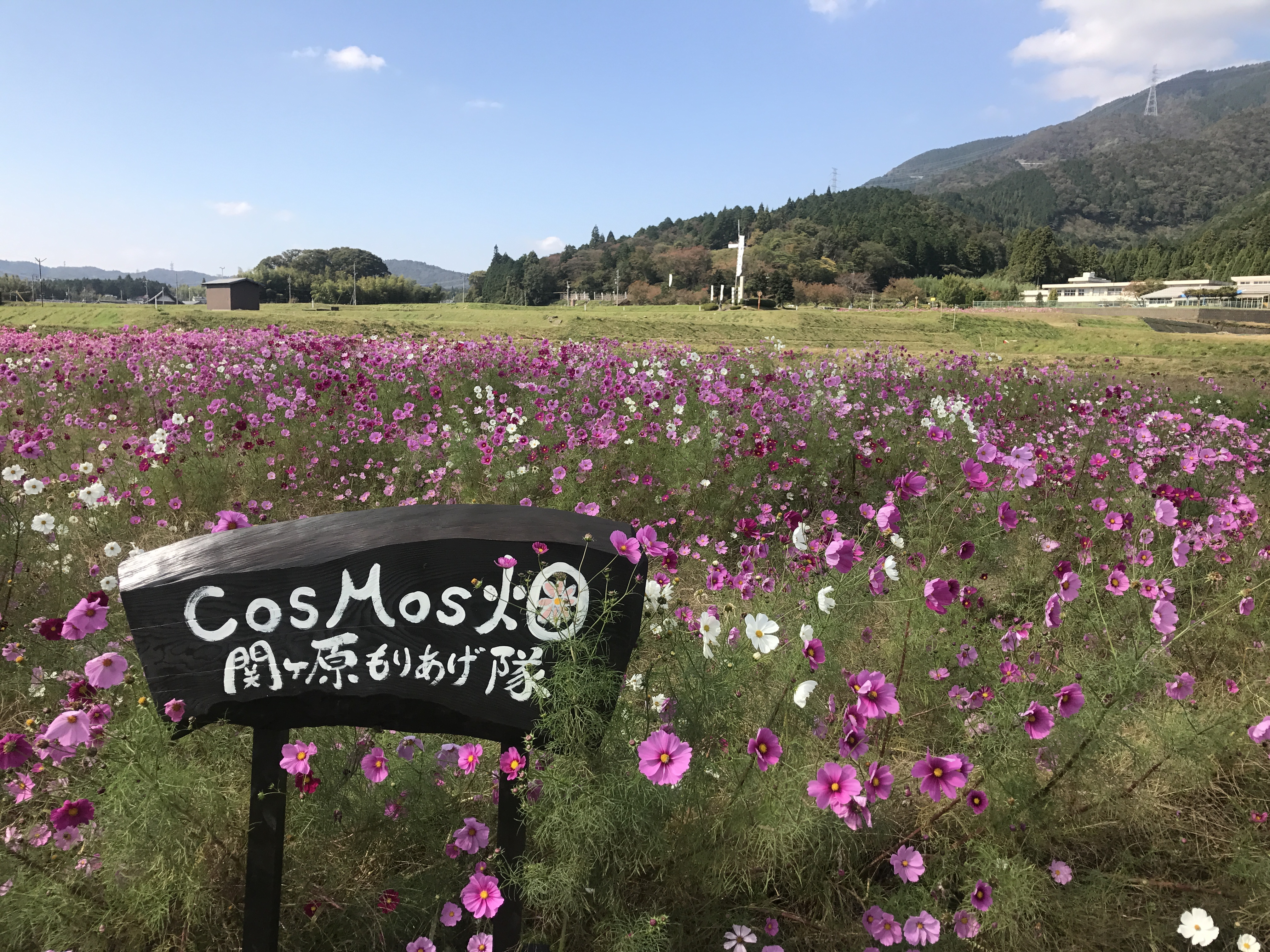 関ケ原盛り上げ隊　コスモス畑