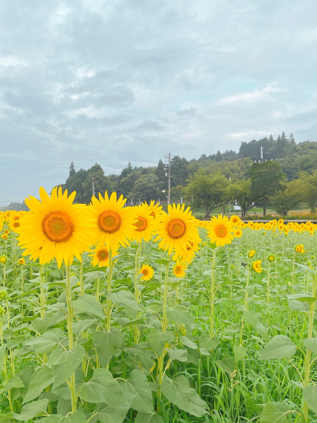 (8月13日(木)7:56ごろ撮影)